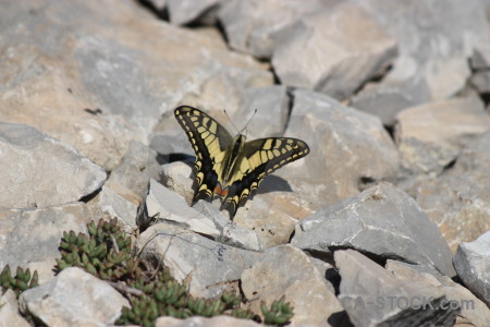 Animal europe spain butterfly javea.