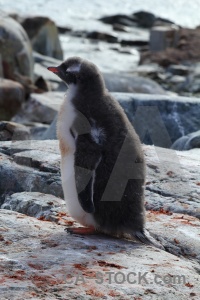 Animal feces antarctica chick wilhelm archipelago.