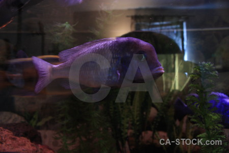 Animal fish black purple.