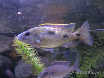 Animal fish green.