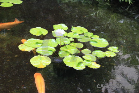 Animal fish plant pool lily.
