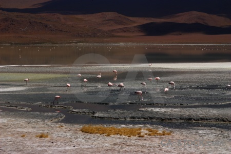 Animal flamingo altitude lake landscape.