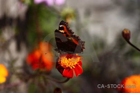 Animal flower south asia butterfly annapurna sanctuary trek.