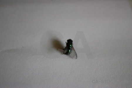 Animal fly gray insect.
