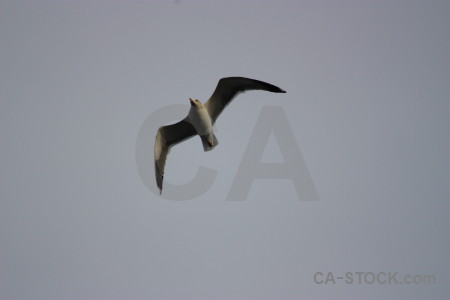 Animal flying bird seagull sky.