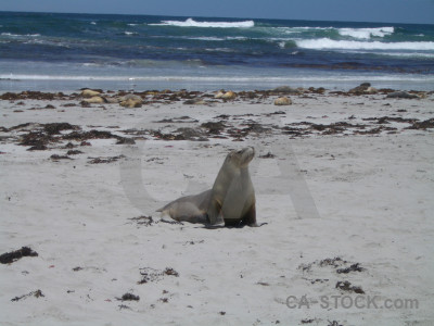 Animal gray seal blue.