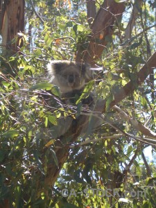 Animal green koala.