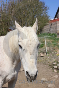 Animal green white horse.