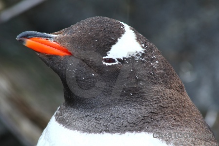 Animal head antarctica cruise penguin south pole.