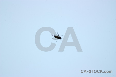 Animal insect fly.