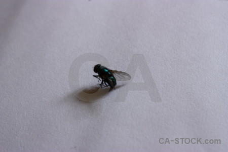 Animal insect fly gray.