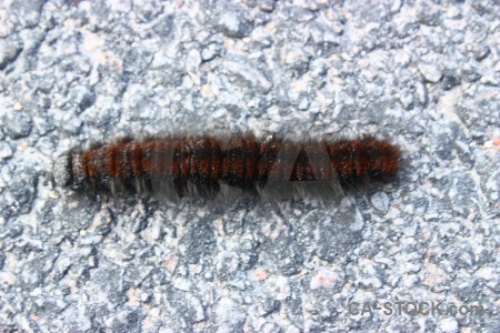 Animal insect white caterpillar.