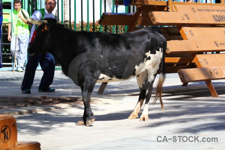 Animal javea bull running europe spain.