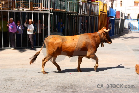 Animal javea spain bull running person.