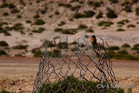 Animal machuca south america atacama desert wire.