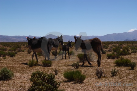 Animal mule argentina donkey salta tour.