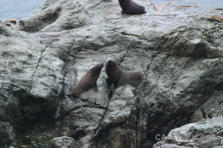 Animal new zealand rock south island seal.
