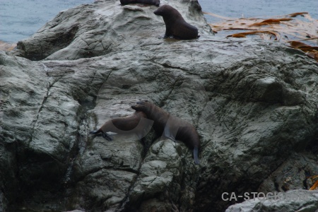 Animal new zealand sea south island water.