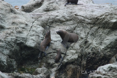 Animal new zealand south island seal rock.