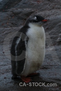 Animal palmer archipelago penguin antarctica rock.