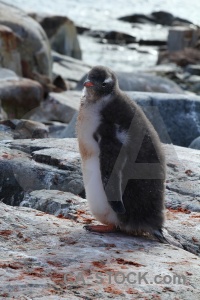 Animal penguin antarctica cruise day 8 rock.