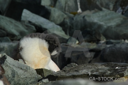 Animal penguin gentoo antarctic peninsula wilhelm archipelago.