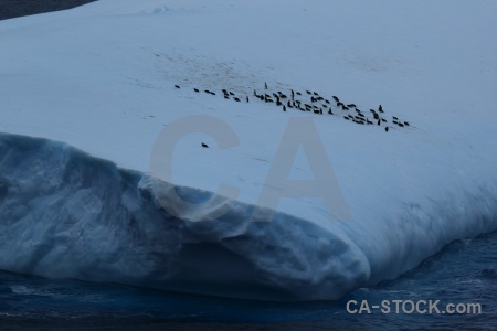Animal penguin iceberg water ice.