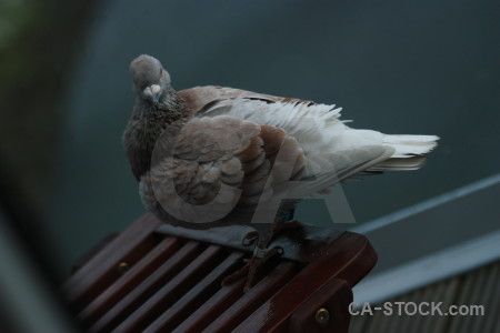 Animal pigeon bird dove.
