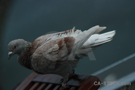 Animal pigeon dove bird.