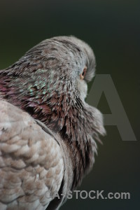Animal pigeon dove bird.