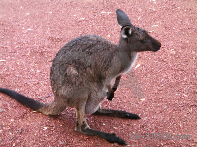 Animal pink kangaroo.