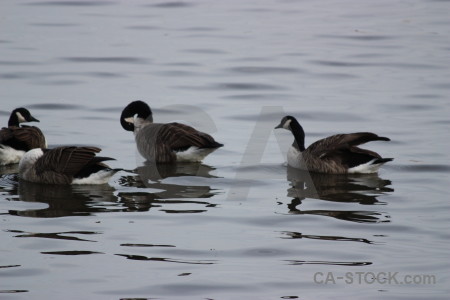 Animal pond bird aquatic water.