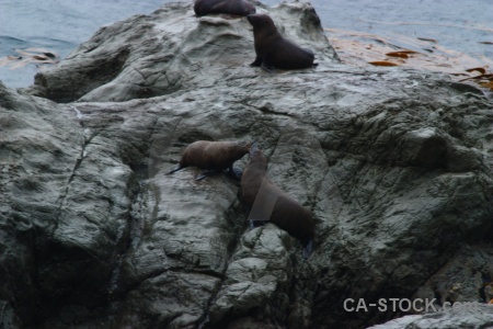 Animal rock south island seal sea.