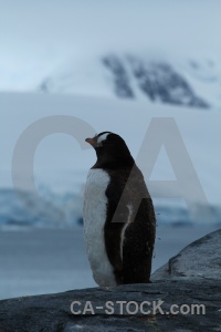 Animal rock water south pole antarctic peninsula.