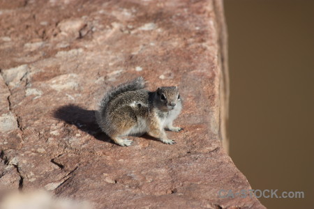 Animal rodent squirrel.
