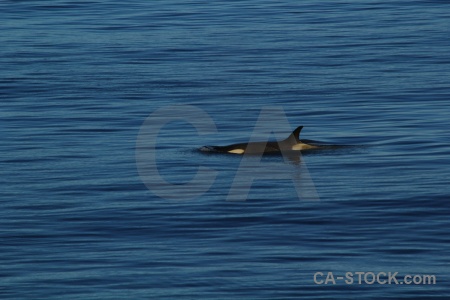 Animal sea orca marguerite bay antarctica.