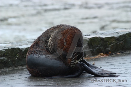Animal sea seal south island whisker.