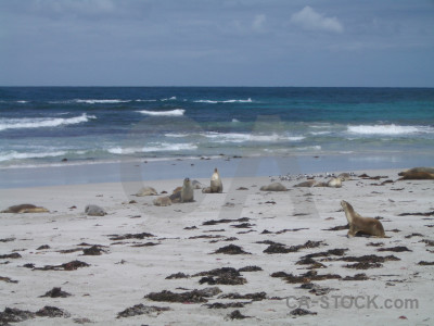 Animal seal blue.