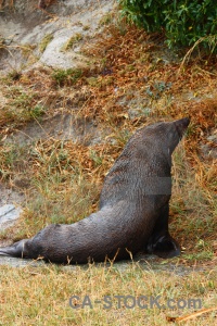 Animal seal new zealand south island grass.