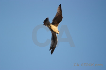 Animal sky bird seagull flying.