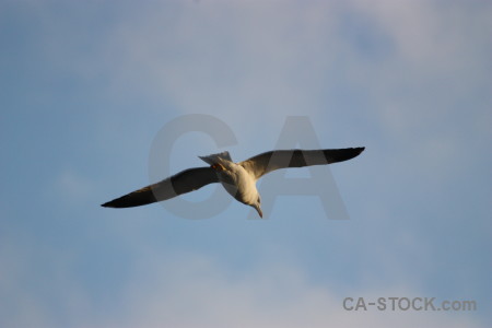 Animal sky bird seagull flying.