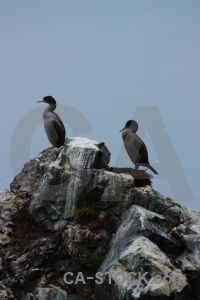 Animal sky new zealand bird rock.