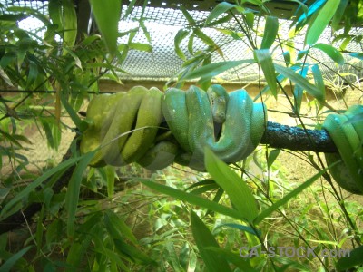 Animal snake reptile green.
