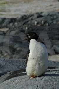 Animal snow antarctic peninsula wilhelm archipelago antarctica.