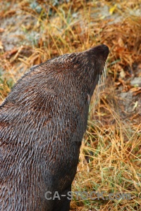 Animal south island new zealand grass seal.