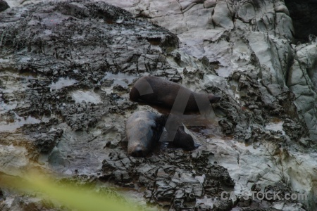 Animal south island new zealand seal rock.