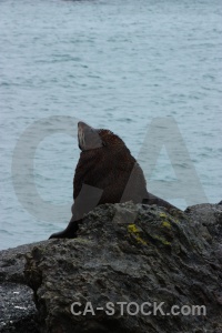 Animal south island seal new zealand whisker.