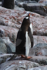 Animal south pole petermann island penguin antarctica.