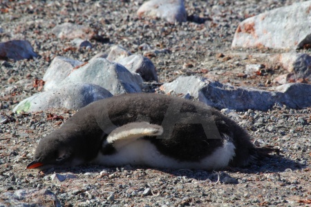 Animal stone penguin antarctica cruise petermann island.