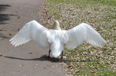 Animal swan bird aquatic wing.